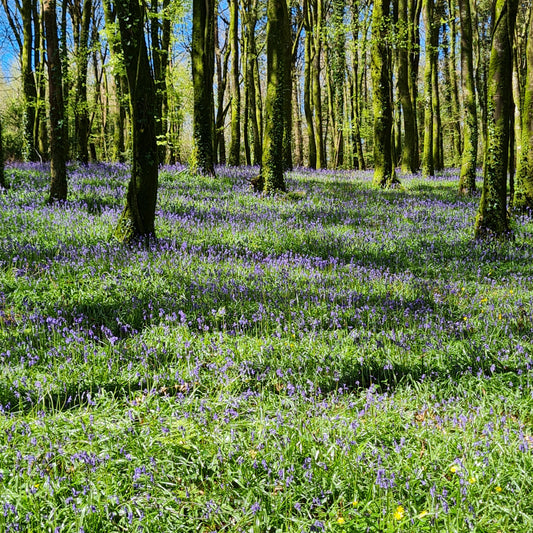 The Soothing Practice of Forest Bathing: Nature's Therapy